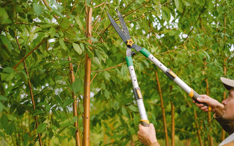Tree trimming in Petersburg, ND