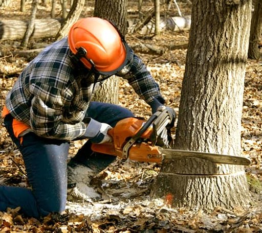 Tree Removal in Petersburg, ND